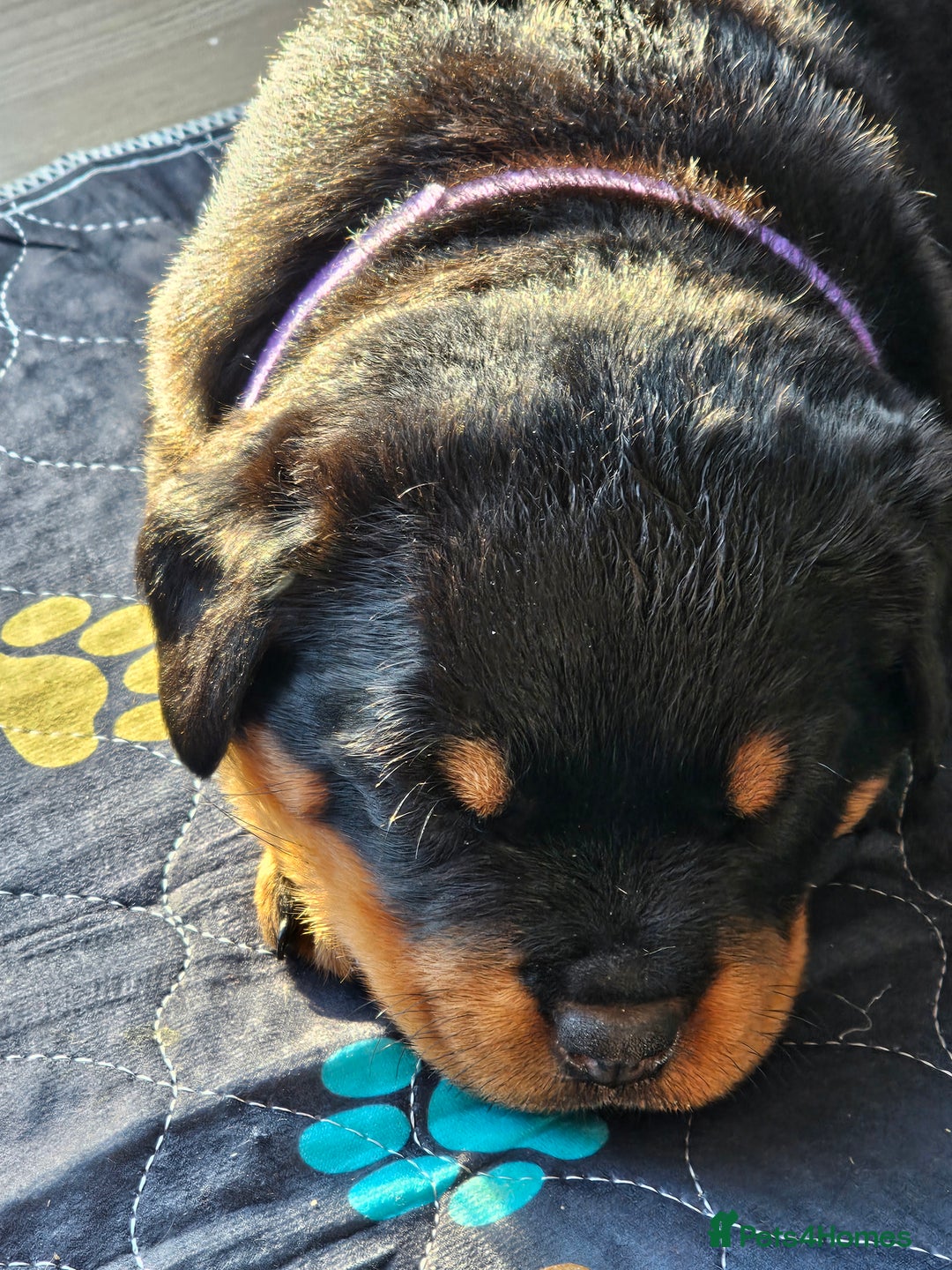 Rottweiler dogs for sale: Pure breed Rottweiler  - Image 12