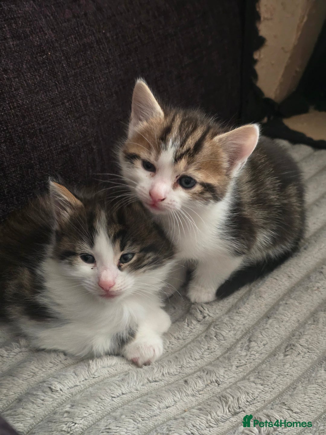 Mixed Breed cats for sale: Tabby and white kittens - Image 2