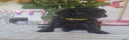Bernedoodle dogs for sale: Mini Bernedoodles  - Advert 11