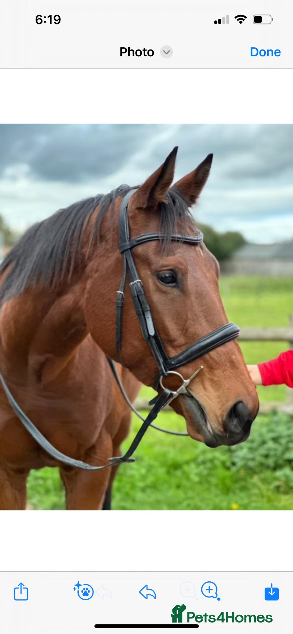 English Thoroughbred horses Beautiful 17hh Talented All-Rounder - Advert 2