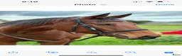 English Thoroughbred horses for sale: Beautiful 17hh Talented All-Rounder - Advert 2