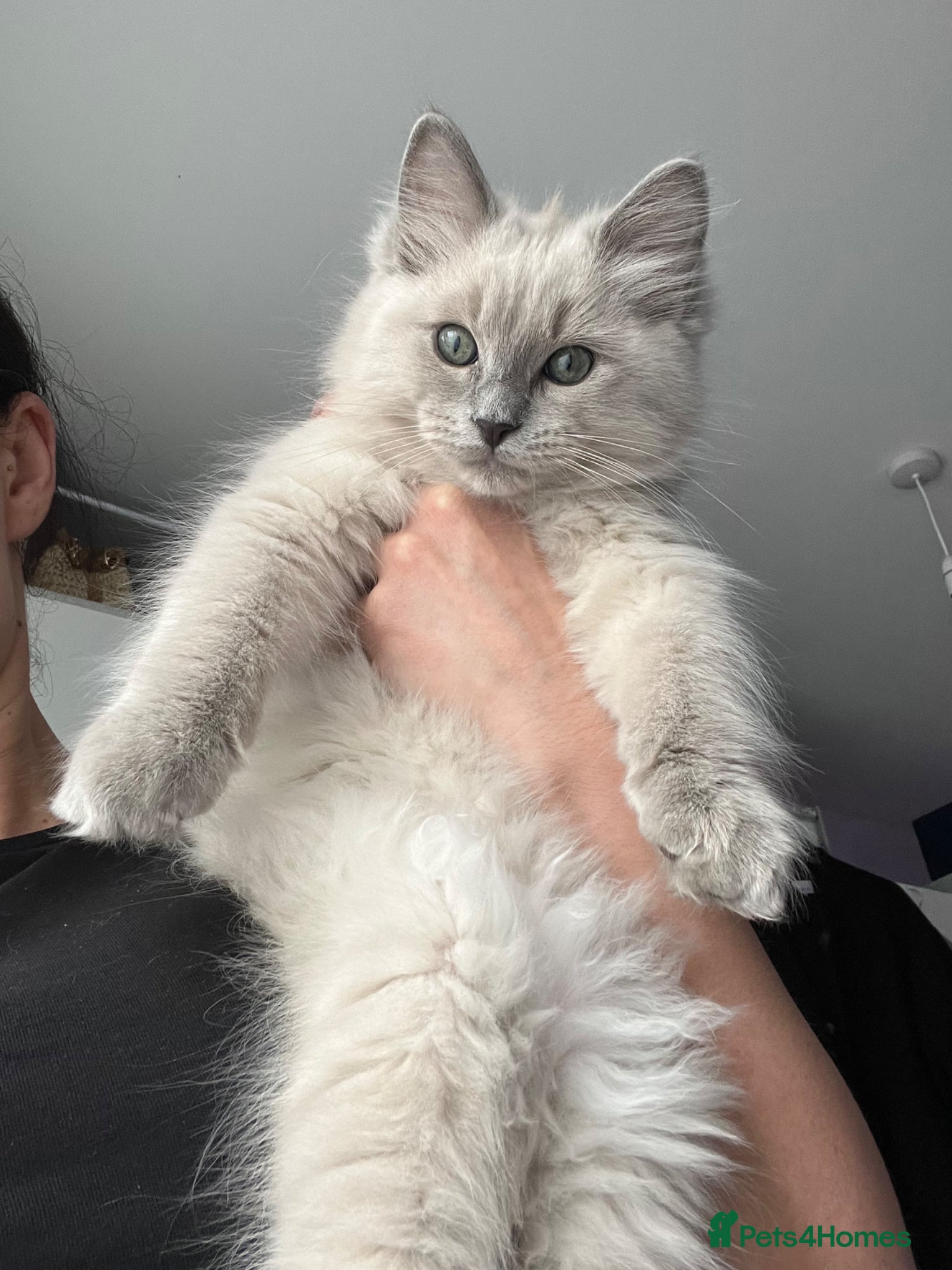 Ragdoll cats Green-eyed Blue Mink Cherubim Ragdoll Kitten BOY  - Advert 3