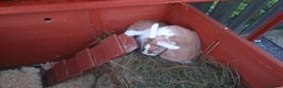 Dutch rabbits for sale: Two female rabbits  - Advert 5