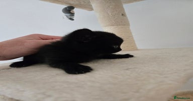 British Shorthair cats - Advert 8