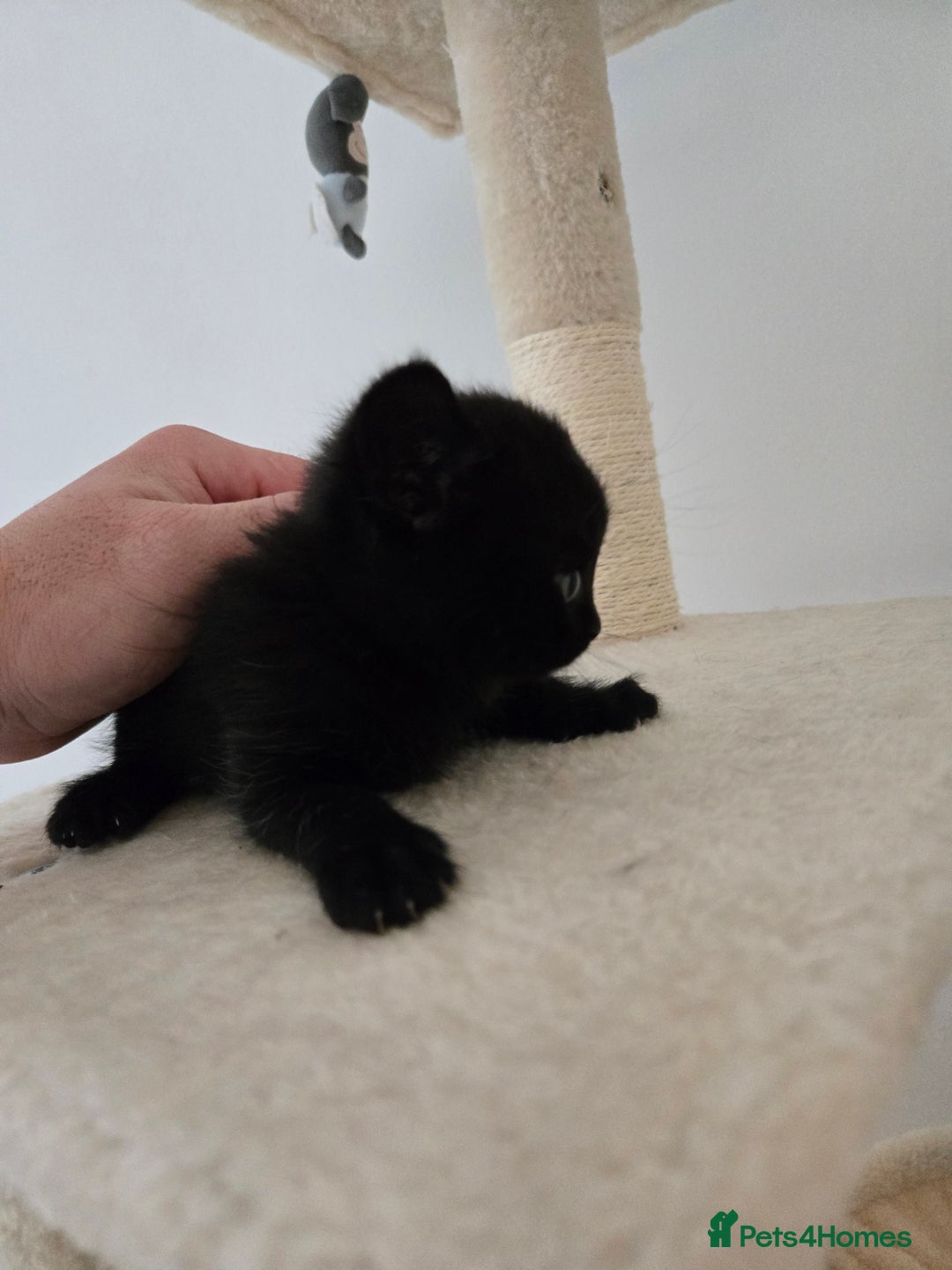 British Shorthair cats for sale: Gabriel Vasile  - Image 2