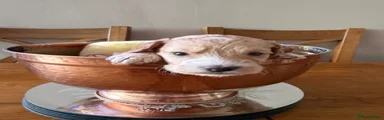Cockapoo 2