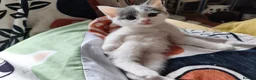 Mixed Breed cats for sale: Mixed breed kittens - Advert 7