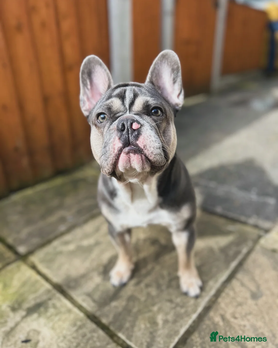French Bulldog dogs for sale: French Bulldog  in Chesterfield - Advert 7