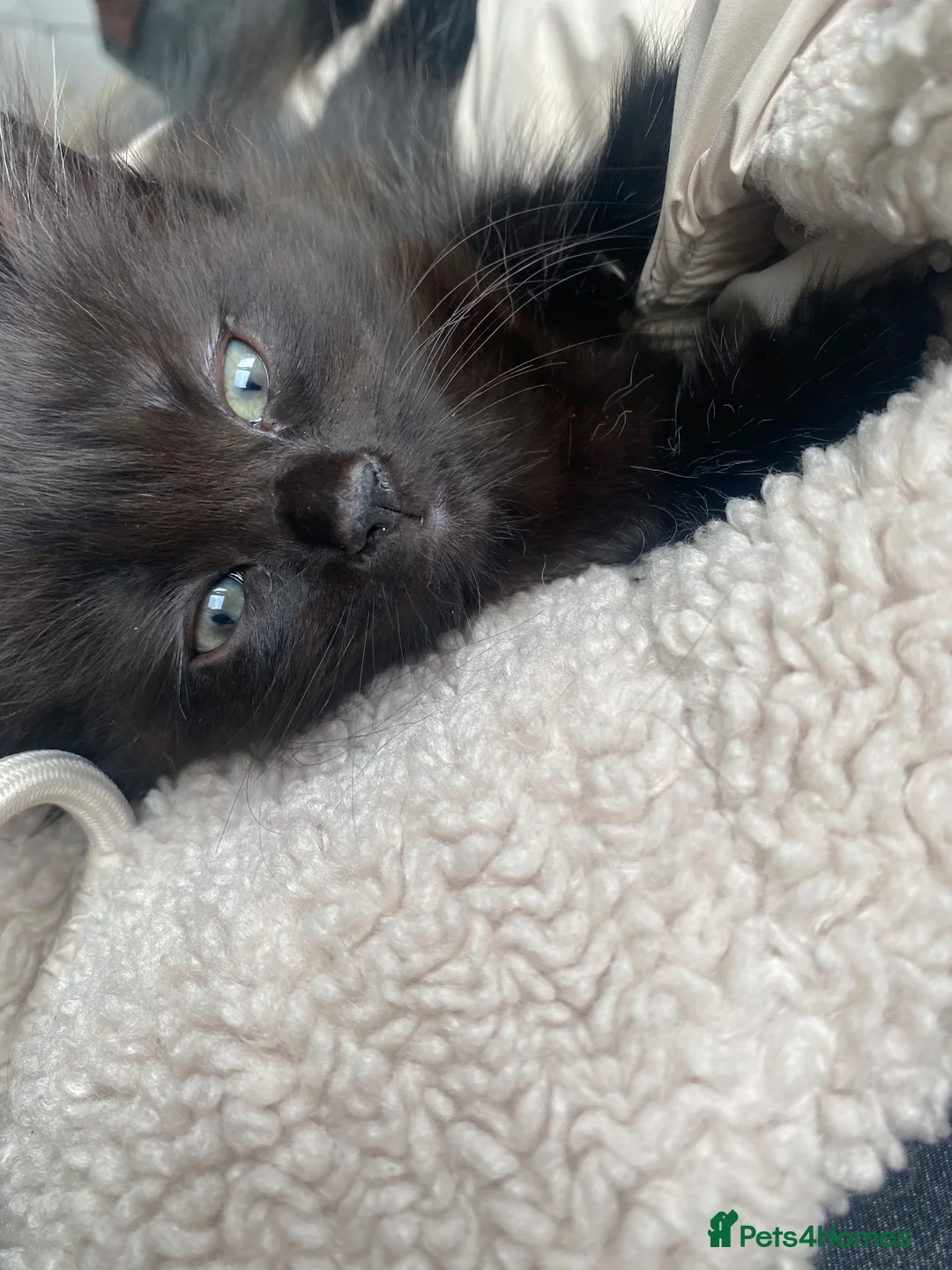 Mixed Breed cats for sale: beautiful kittens looking for for forever home - Advert 6