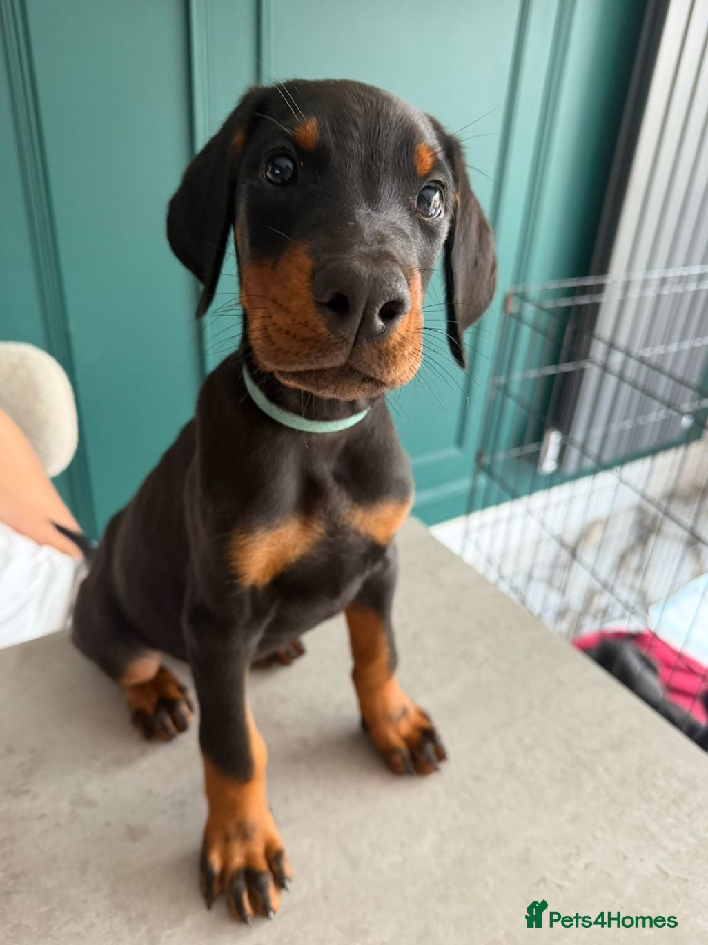 Dobermann dogs **ONLY 1 LEFT,READY NOW,BEAUTIFUL DOBERMAN PUPPIES - Advert 1