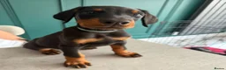Dobermann dogs for sale: 2 LEFT,READY NOW,BEAUTIFUL DOBERMAN PUPPIES - Advert 17