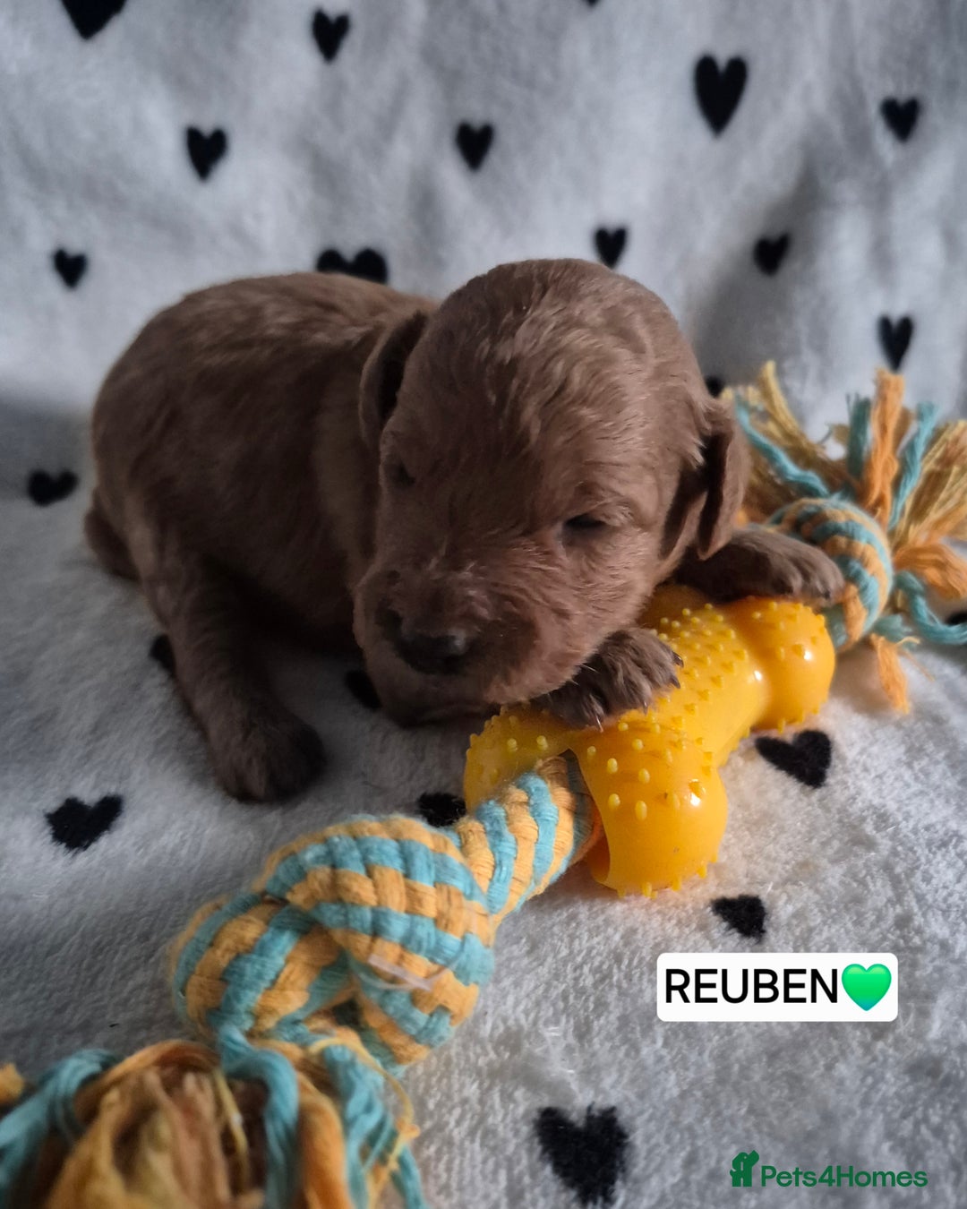 Cavapoo dogs for sale: 🧡 HEALTH TESTED F1B CAVAPOO  PUPPIES🧡 - Image 16
