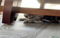 British Shorthair cats for sale: British Shorthair Classic Silver Tabby - Image 8