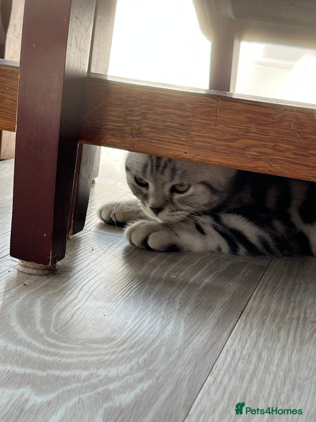 British Shorthair cats for sale: British Shorthair Classic Silver Tabby - Image 8