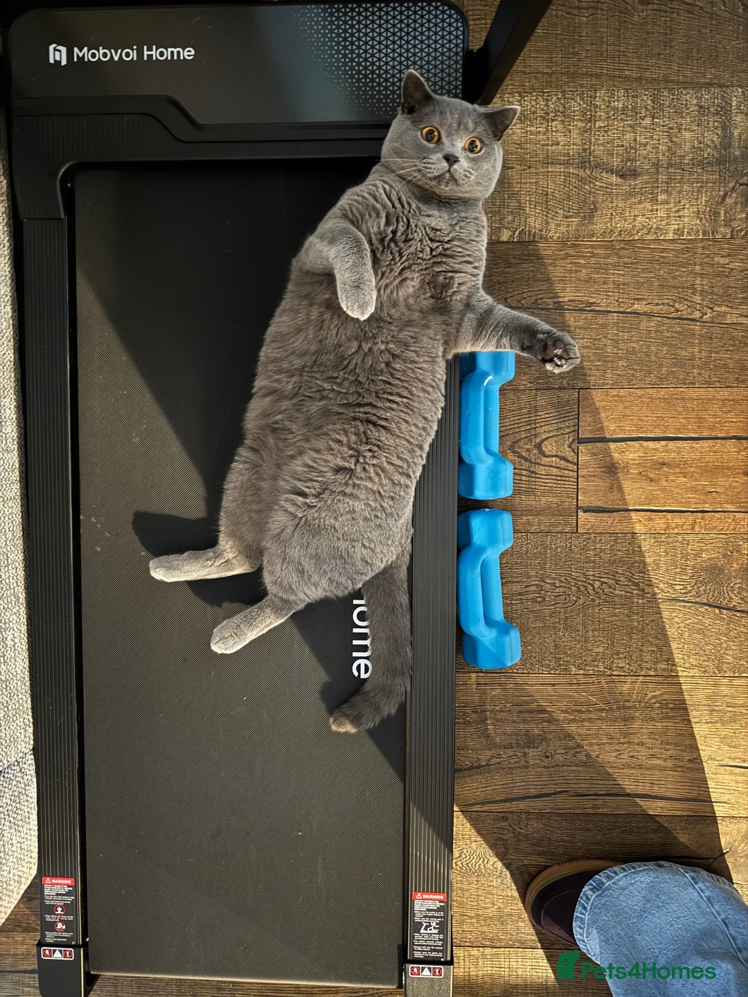 British Shorthair cats for sale: British Shorthair Male — experience needed! - Advert 22
