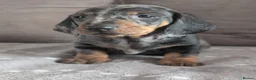 Dachshund dogs for sale: Champion Line Standard Dachshund  in Coventry - Advert 3