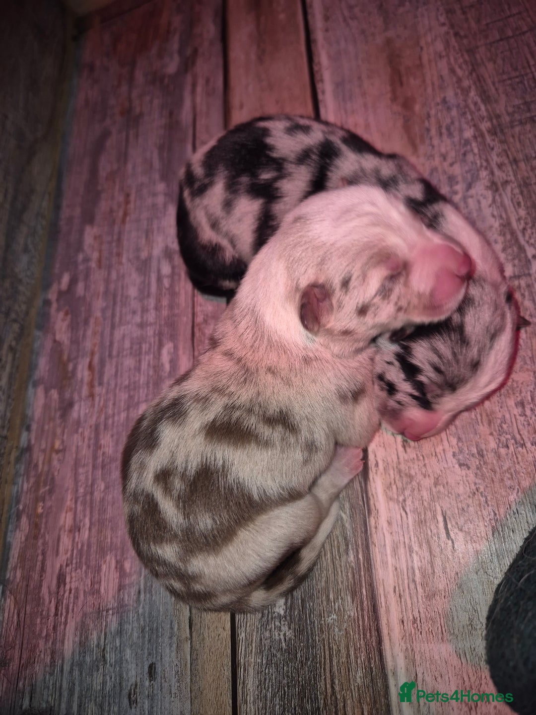 Border Collie dogs for sale: Border collie blue merle puppies  - Advert 11