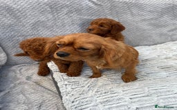 Cavapoo dogs for sale: Cavapoo puppies  - Image 11