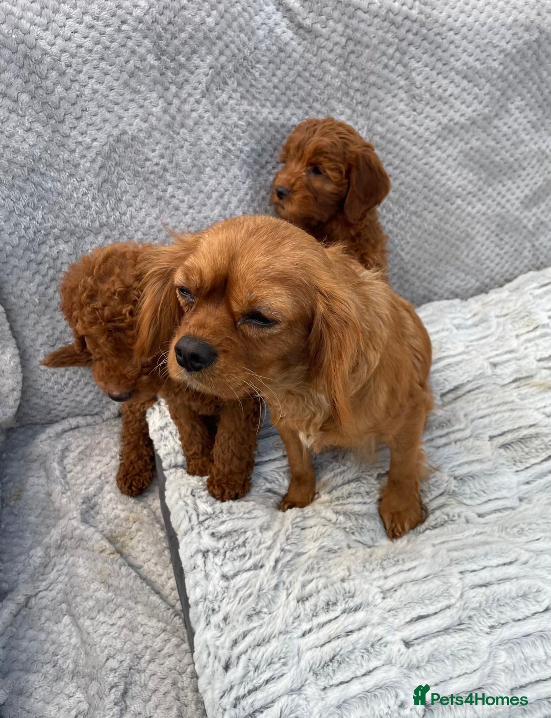 Cavapoo dogs for sale: Cavapoo puppies  - Image 11