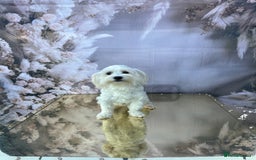 Maltipoo dogs for sale: Maltichon - Image 1