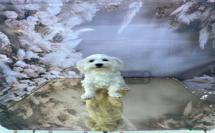 Maltipoo dogs - Advert 2