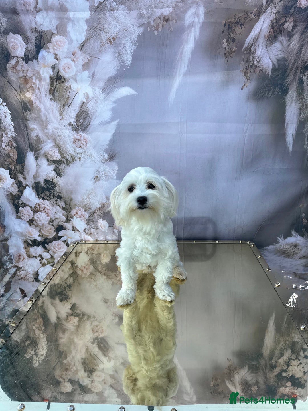 Maltipoo dogs for sale: Maltichon - Image 1