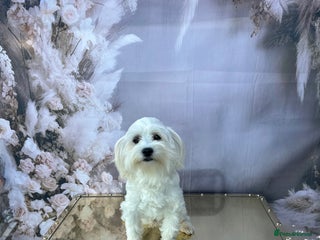 Maltipoo dogs - Advert 2