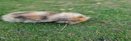 Mini Lop rabbits for sale: 4 x Mini Lion Lop 2 born June 2 born July  - Advert 6