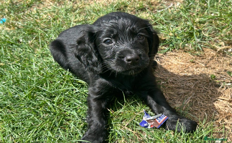 Cocker Spaniel dogs - Advert 15