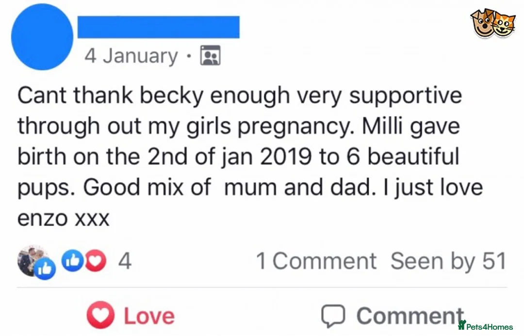 Chihuahua dogs for stud: KC Lilac Tri Long Coat Chihuahua Well Proven Stud in Washington - Advert 7