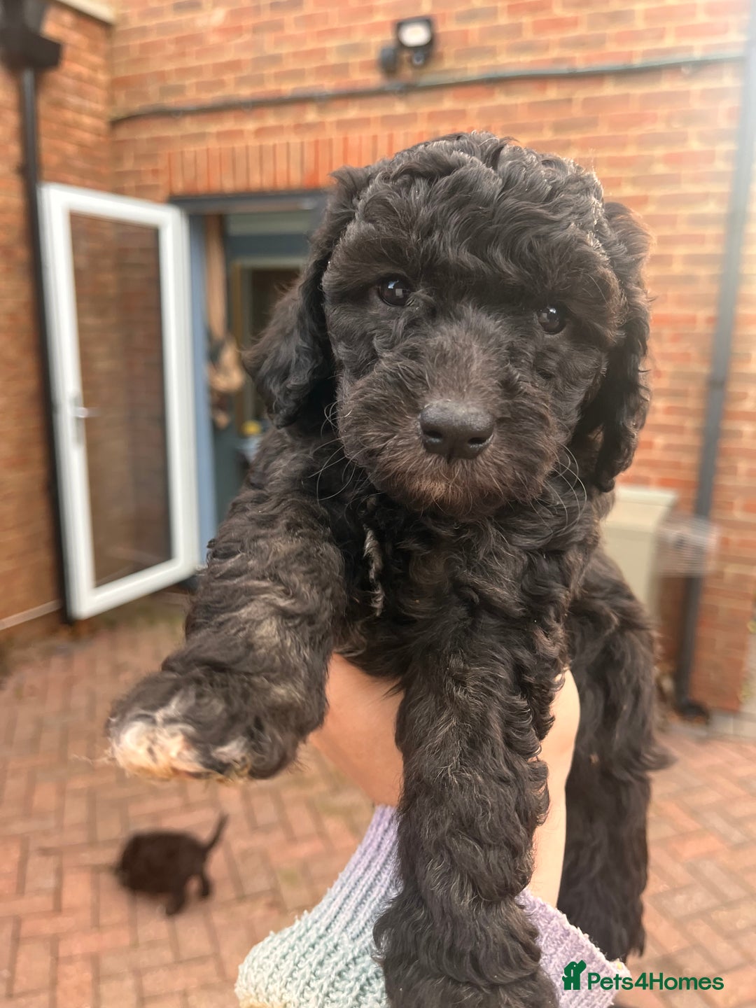 Australian Labradoodle dogs for sale: Home raised, DNA tested, Australian Labradoodles - Advert 10