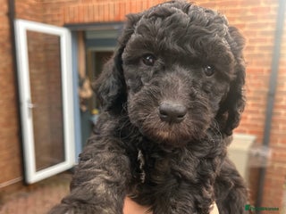 Australian Labradoodle dogs Home raised, DNA tested, Australian Labradoodles - Advert 15