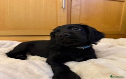 Cocker Spaniel dogs for sale: 7x Dock Tail Cocker Spaniel Puppies - Image 1
