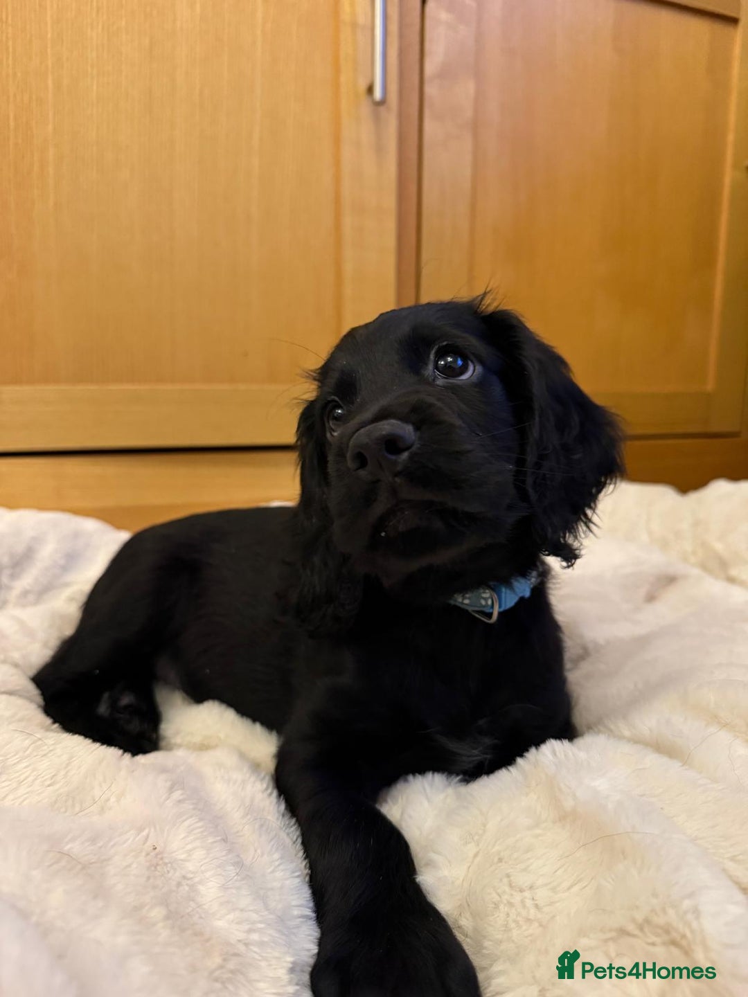 Cocker Spaniel dogs for sale: 7x Dock Tail Cocker Spaniel Puppies - Image 1
