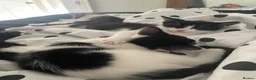 Domestic Shorthair cats for sale: Four kittens needing a home - Advert 8