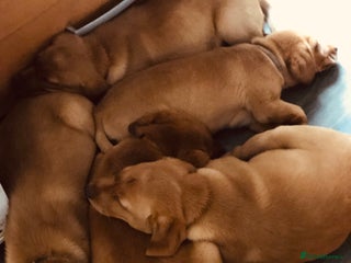 Goldador dogs - Advert 3