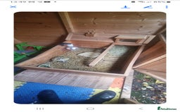 Tortoise reptiles for sale: Tortoise - Image 1