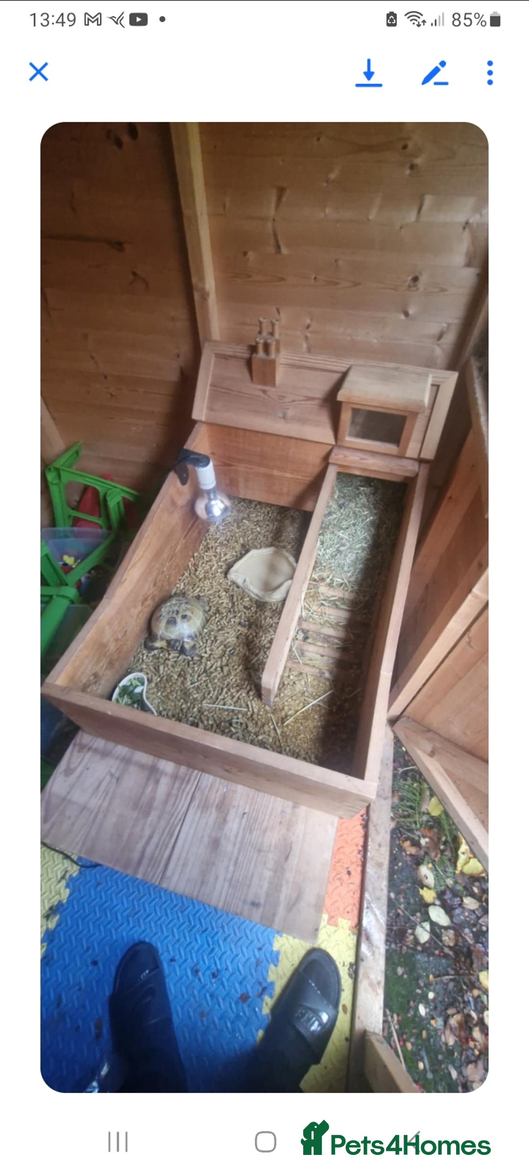 Tortoise reptiles for sale: Tortoise - Image 1