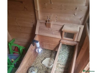 Tortoise reptiles for sale - Advert 1