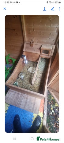 Tortoise reptiles - Advert 1