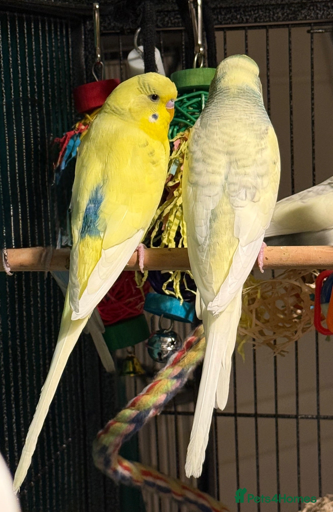 Budgerigars birds Pair of Beautiful bonded young  budgies Runcorn    - Advert 1