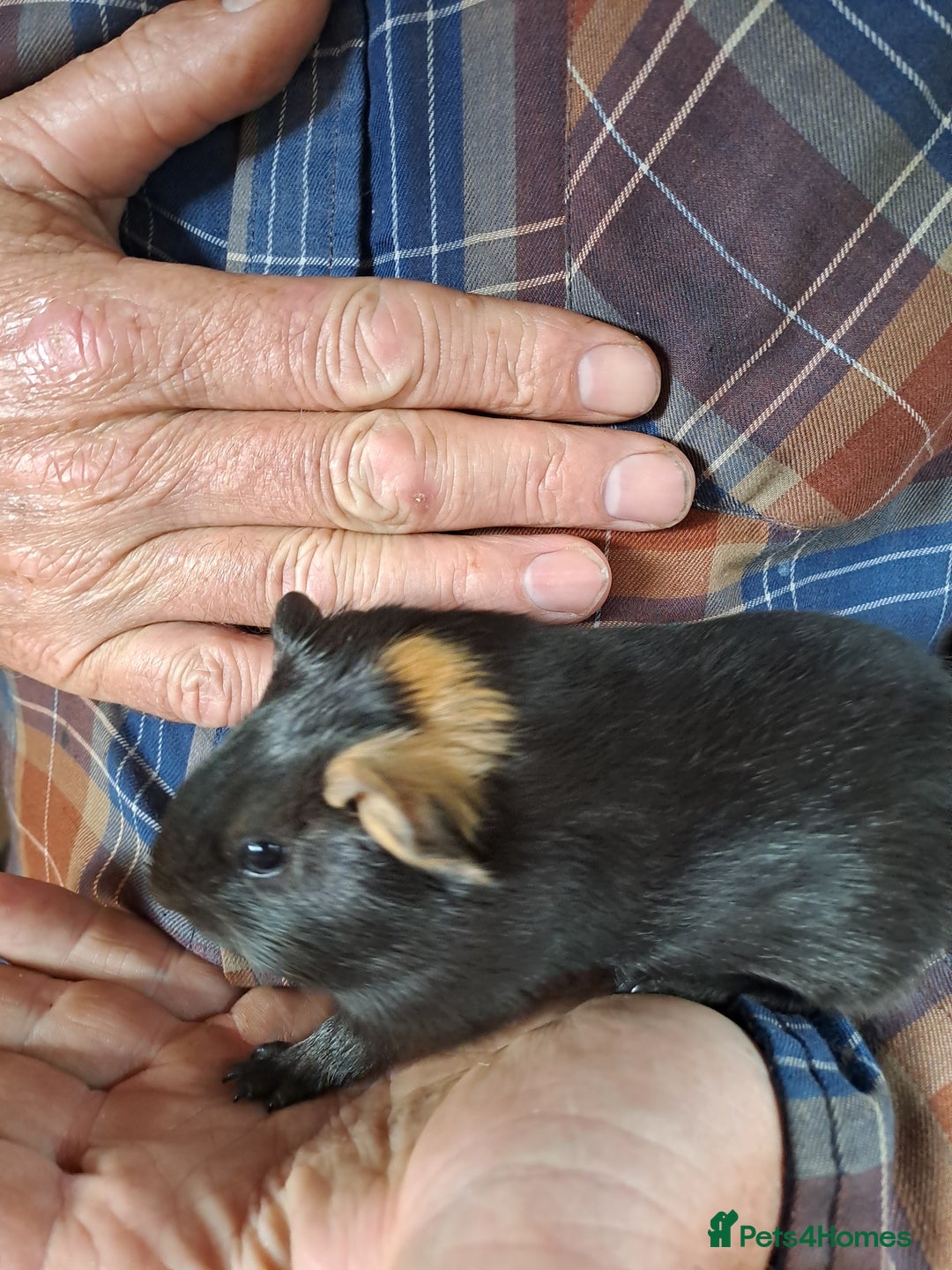 Guinea Pig rodents for sale: Baby Guinea Pigs For Sale - Image 5