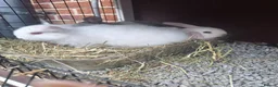 Mini Lop rabbits for sale: Mini lop babies  in Chesterfield - Advert 8
