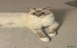 Ragdoll cats for sale: 5 beautiful and healthy Ragdoll kittens - Image 4