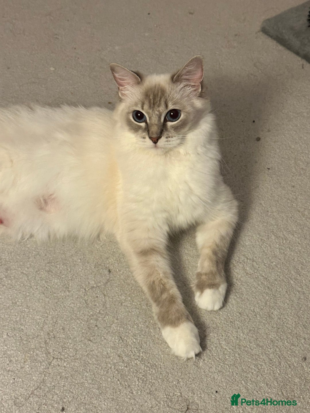 Ragdoll cats for sale: 5 beautiful and healthy Ragdoll kittens - Image 4