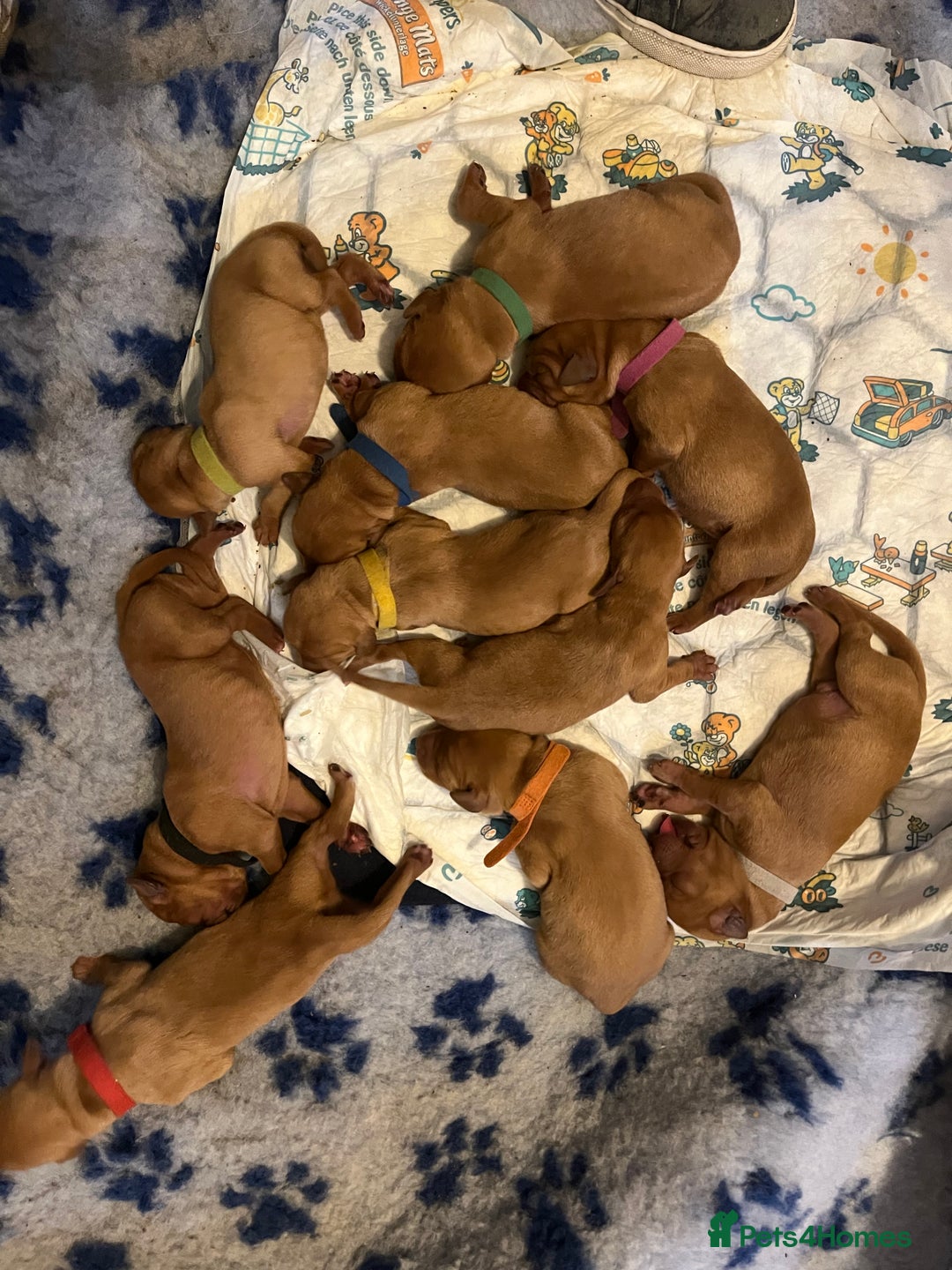 Mixed Breed dogs for sale: Vizslador puppies - Image 4
