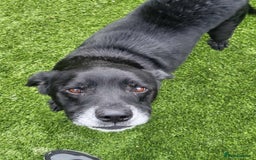Mixed Breed dogs for adoption: FLASH IS A TRUE GENTLEMAN 6YRS OLD LAB X STAFFY - Image 1