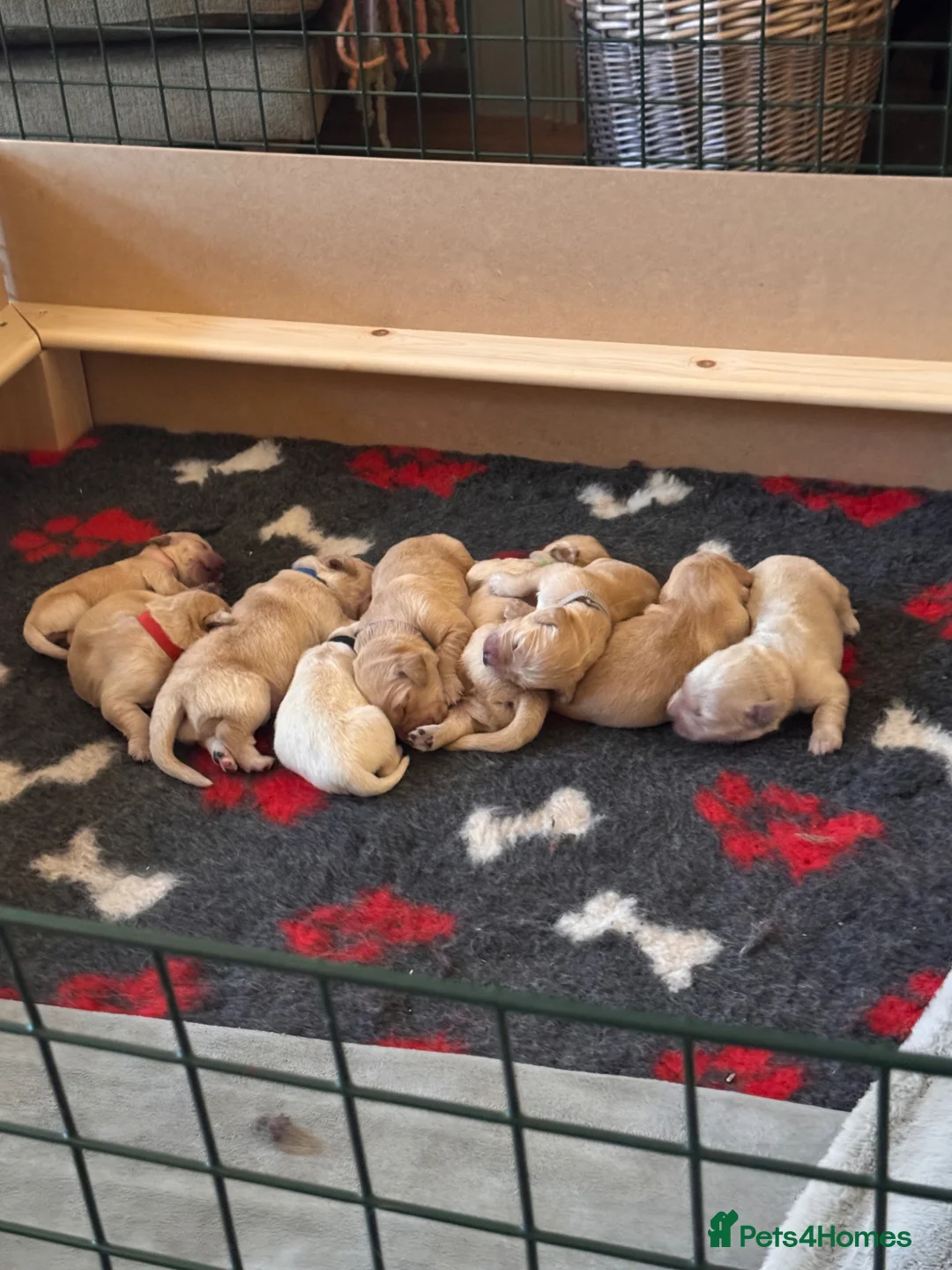 Golden Retriever dogs for sale: Beautiful golden retriever pups - Advert 2
