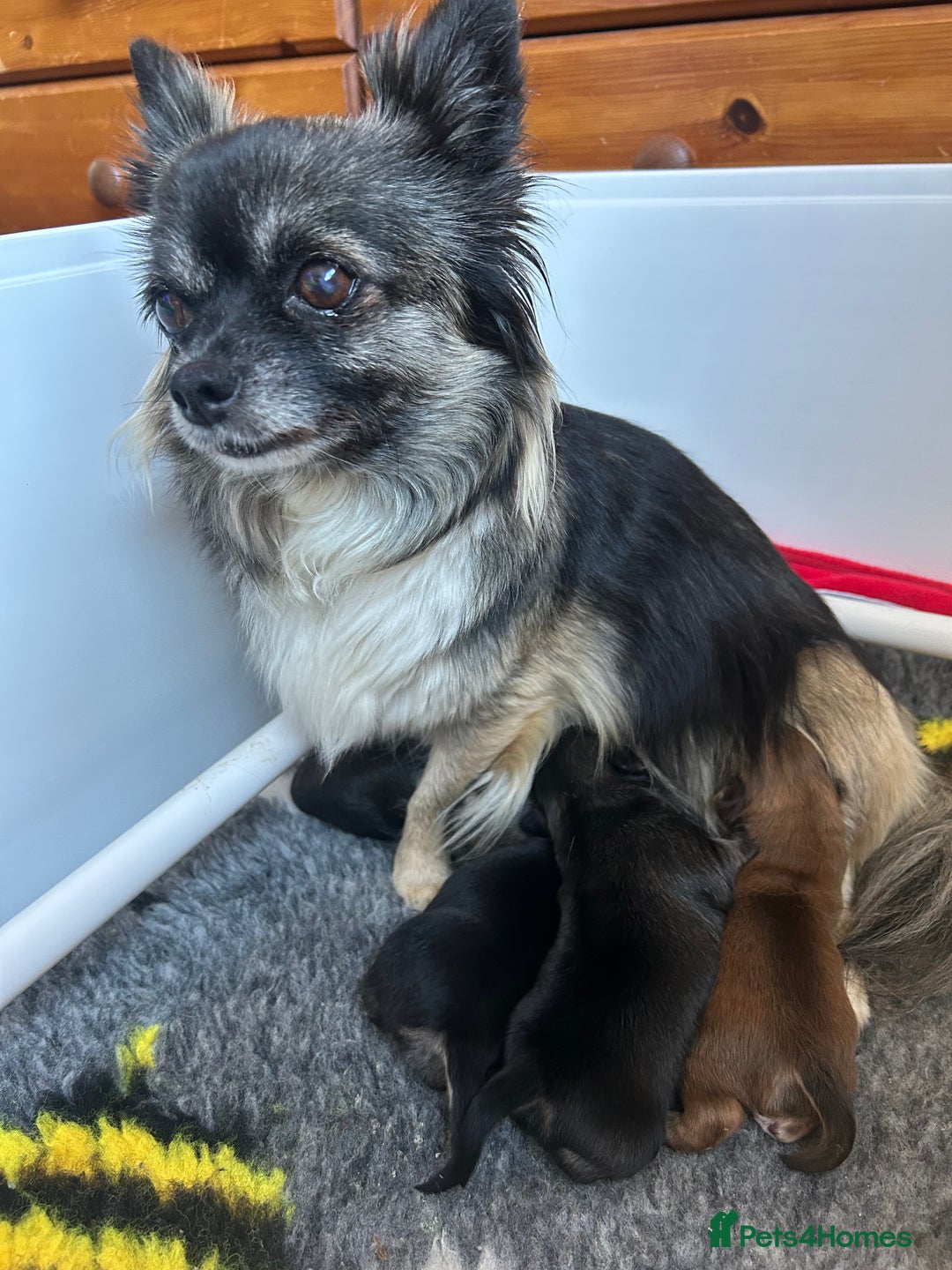 Chihuahua dogs for sale: Puppies  - Image 2