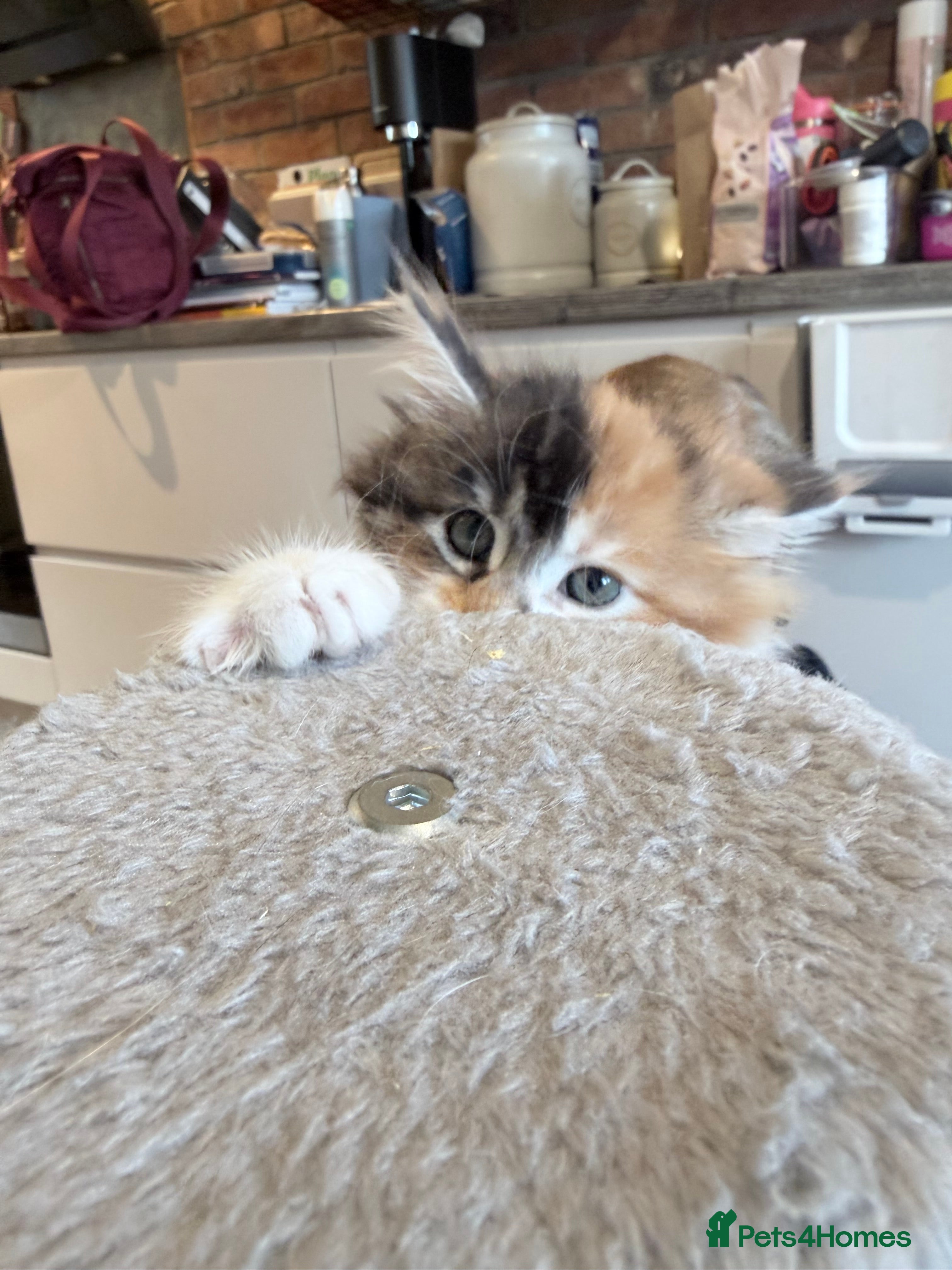 Maine Coon cats 3 perfect 100% Main coon baby kittens DNA PARENTS - Advert 2